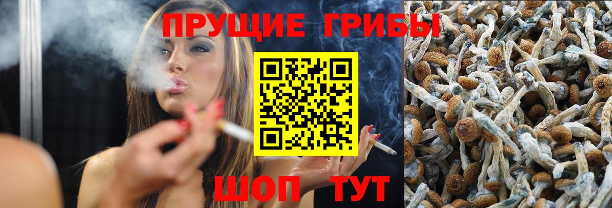 Новороссийск  Псилоцибиновые грибы Psilocybine cubensis  Вход с VPN 